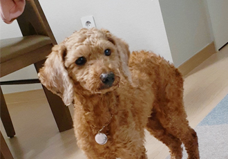 다올이가 된 푸미
