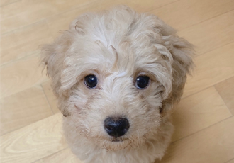 초이(해삼)이 1차 후기 입니다~!