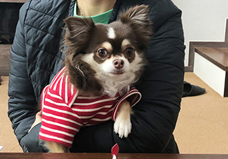 타미와 2주년(평택 치와와)