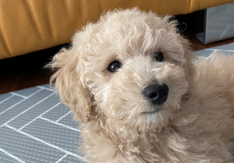 곤지암 푸삼이(도담이) 입양 한달 후기~