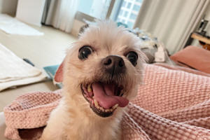 곤지암 콩순이(조이) 입양 후 일주일 :)