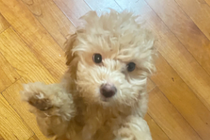 랑이(곤지암 해사) 3주차