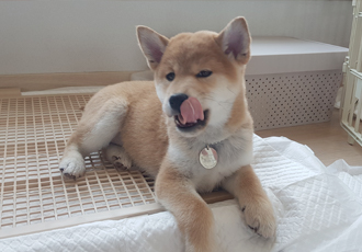 전:네시,현:별이 ♡ 입양일주일