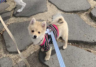 근이(그삼이) 입양 한달 후 입니다 