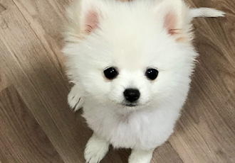 하루. 입양 3주차
