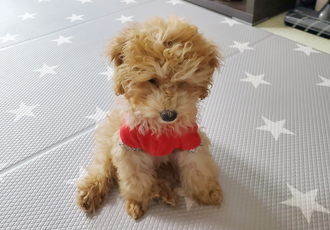 해피입양 한달째