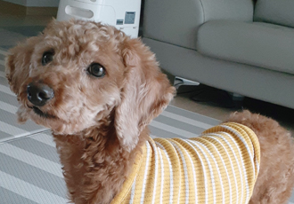 다올이가 달라졌어요(구.푸미 입양 한 달 후기)