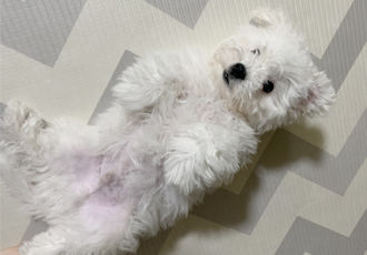 하일이 입양 한달 후기