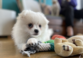 안녕하세요~~마사(복댕이) 입양후 일주일이에요~