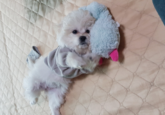 크림이(청삼이) 입양 1달 후 소식입니다~