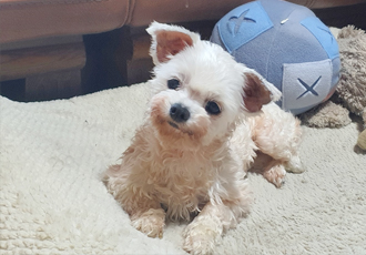 곤지암10번 (꽃님이)  곤지암41번(모모)  잘적응하고 있어요^^