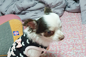 곤지암 산이(히치) 입양후 이야기