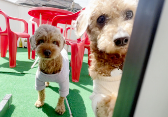 곤지암83 치치 입양 한달 후기