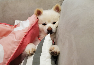 봄이(곤지암구조견 꿀밤이)입양한달차