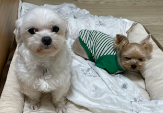 입양 후 한달