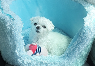 곤지암 길동이♡ 입양 일주일!