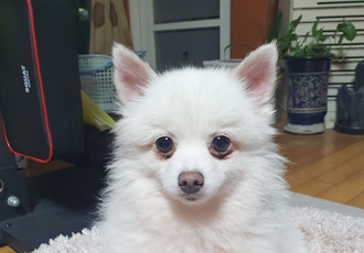 봄이(곤지암 눈송이) 입양 한달째예요~~~