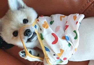 곤지암 그이(복실이) 3개월차 입양후기