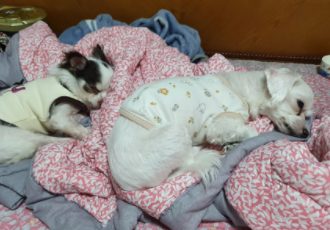 곤지암 산이(히치) 입양 한 달 후 이야기