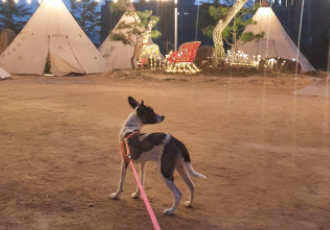 미미 입양후 3개월 이야기예요.