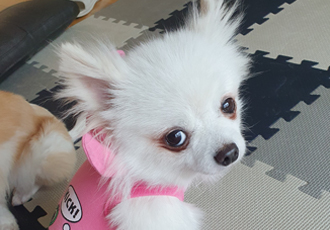 [봄 설희 그레] 막내 그레 근황입니다.