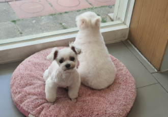 꽃님이 모모 입양45일후기(곤지암10번과 칸쵸) 