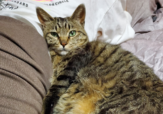 고양이 꽁치(꿍이) 입양 후 한 달(사실은 두 달)