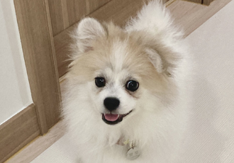 곤지암 구조견 마음이의 자견 뽀또(마일이)의 근황 한달차