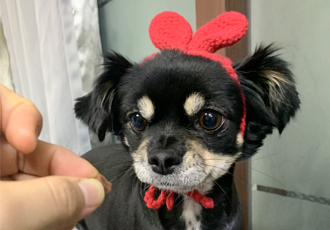깜뭉이(평택번식장)가 가족이 된지 1년❤️