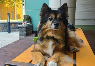 베를린이 12살이 되었어요