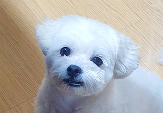 구)콩이 현)구름이 벌써 온지 1년이 훌쩍 지났어요