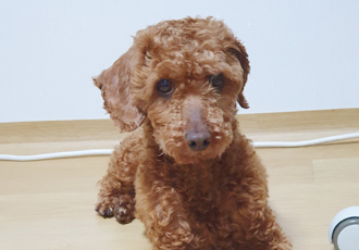 곤지암 앙금이(쿠키) 3개월째  이야기가 늦었어요ㅜ.ㅜ