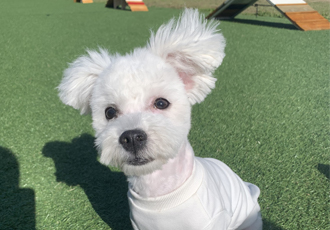 콩이(구 곤지암 하일이)입양 3개월차 후기
