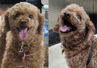 하루(해랑이)의 3개월 사연과 몽글(랩몬)이의 이야기