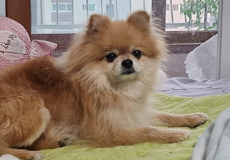 아호 (덕춘이)