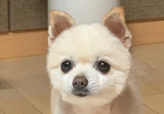 [곤지암불법번식장구조견 육곤이] 입양 첫 후기