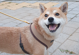 보리가 벌써 한달이 되었네요.