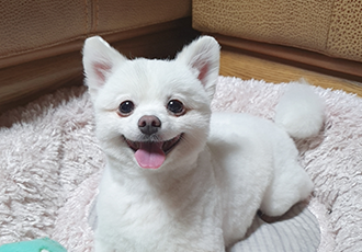 곤지암 눈송이 (봄이) 입양 3달차 후기❤