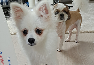 미미(송이) 3달째 입양후기입니다