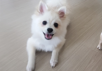 돌리(송삼)석달후 