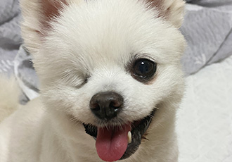 우주최고 멍뭉이 그림이 입양한 지 벌써 한달이 넘었어요