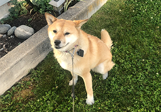 [해외입양] 고양이와 단짝이 된 곰순이
