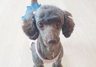 모카 세달후기 (곤지암깜냥이)
