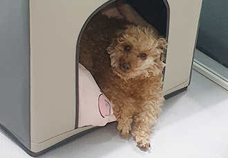 봄이 입양 세달차 입양 후기