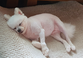 꽃님이 모모 3개월 늦은후기(곤지암10번과 칸쵸) 