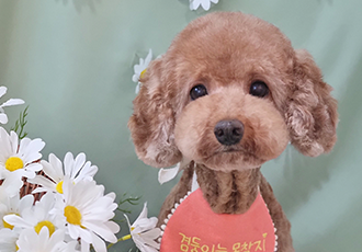 헤이즐 (곤지암 구조견) 입양 3개월 후기입니다~