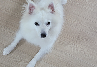 휘핑이 한달 임보 이야기♡