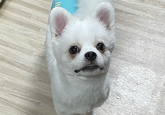 복댕이 입양 6개월이 지났어요~(곤지암 마사)