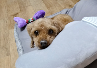행복이(군밤이)의 일주일