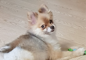 제티 입양 후 적응기